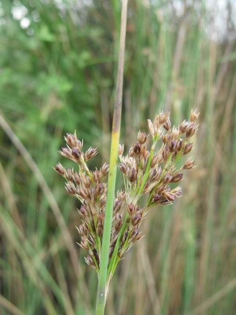 Cyperus badius + Juncus sp.